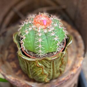 Melocactus matanzanus, blommor