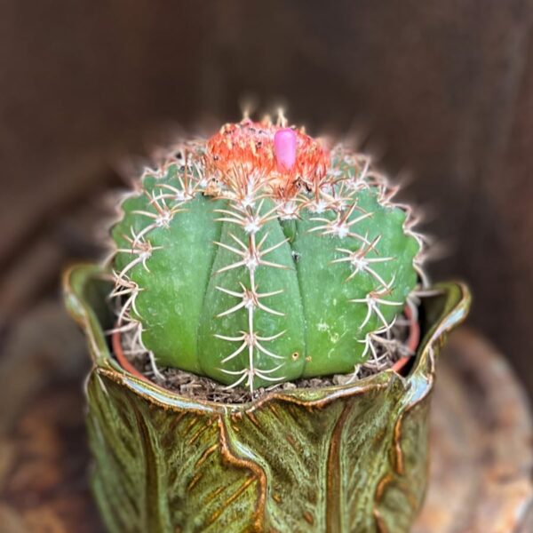 Melocactus matanzanus, vuxen planta