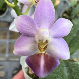 Phalaenopsis Evarise Blue Angel, blomma