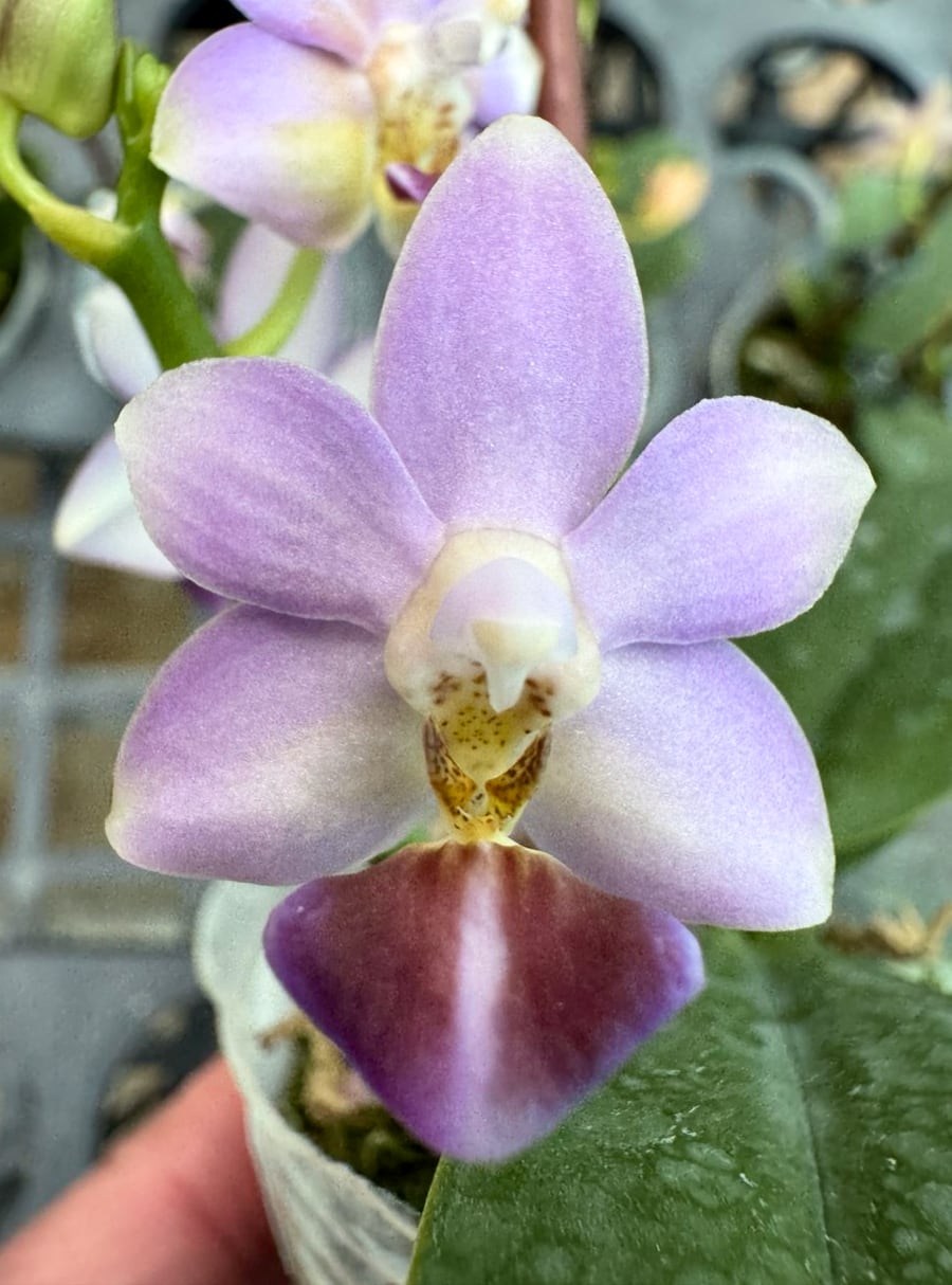 Phalaenopsis Evarise Blue Angel, blomma, fullhöjd