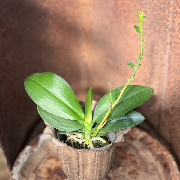 Phalaenopsis Evarise Blue Angel, stor nog att blomma