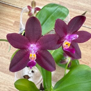 Phalaenopsis LD's Bear King × (Ambotrana × violacea), blomma