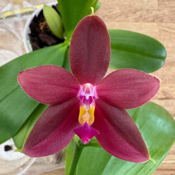 Phalaenopsis LD's Bear King × (Ambotrana × violacea), blomma