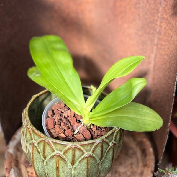 Phalaenopsis LD's Bear King × (Ambotrana × violacea), stor nog att blomma