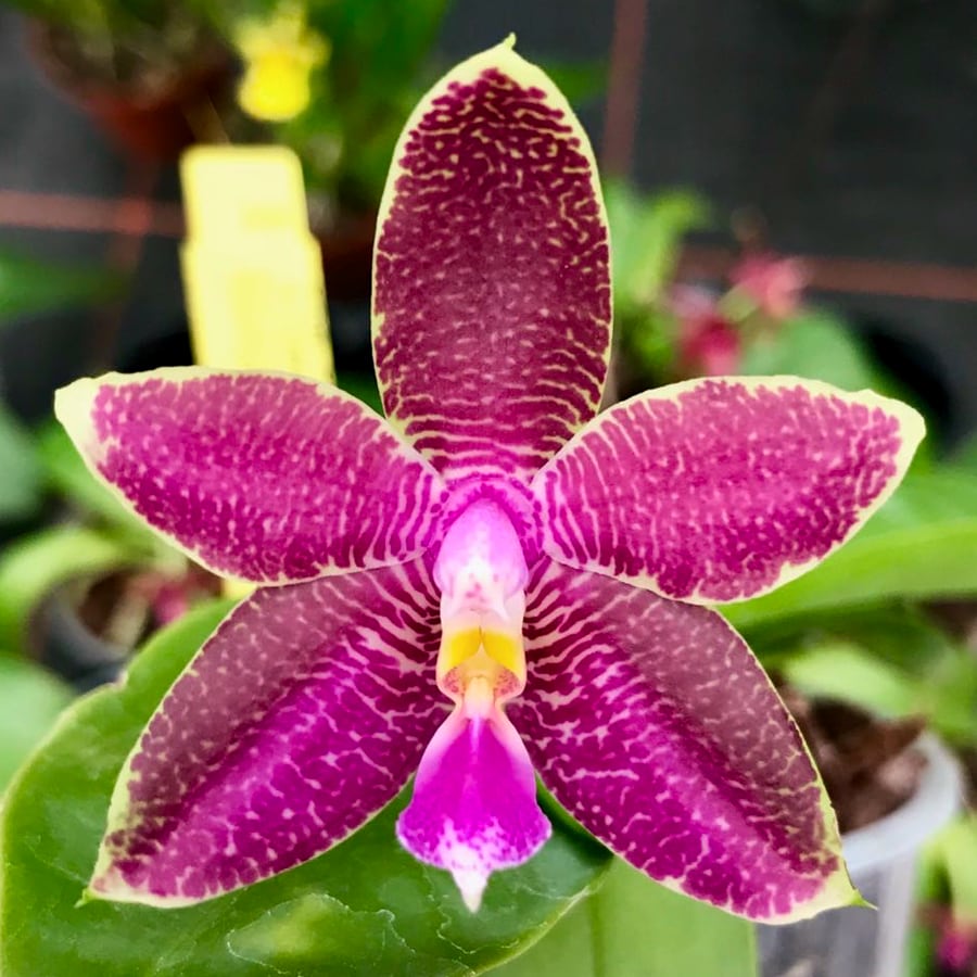 Phalaenopsis (Penang Girl × Luedde-Violacea) × violacea 'Dark Blue', blomma