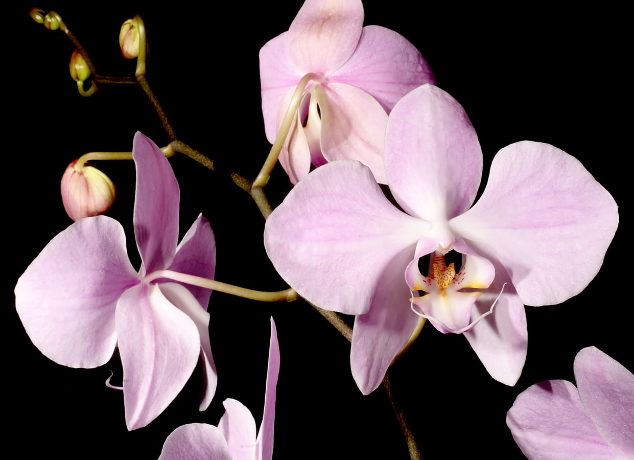 Phalaenopsis sanderiana, blommor