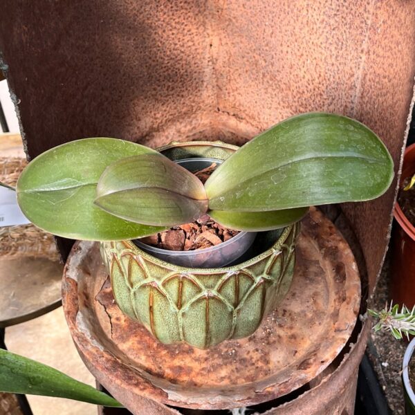 Phalaenopsis sanderiana, stor nog att blomma
