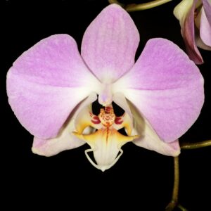 Phalaenopsis sanderiana, blomma