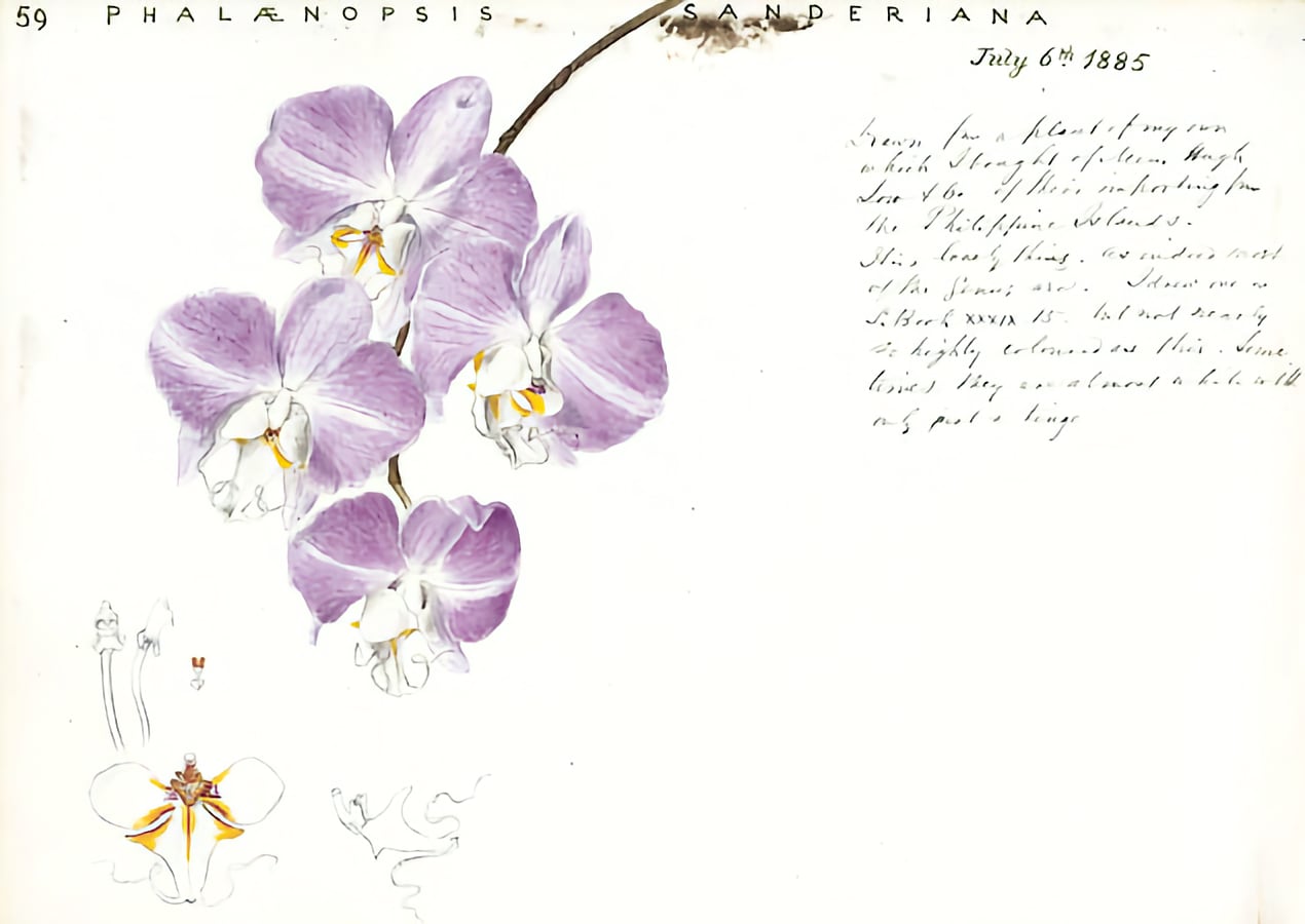 Phalaenopsis sanderiana, illustration