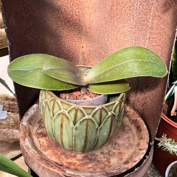 Phalaenopsis sanderiana, stor nog att blomma