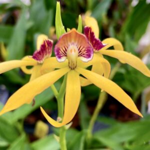 Prosthechea (vitellina × cochleata) × cochleata, blommor
