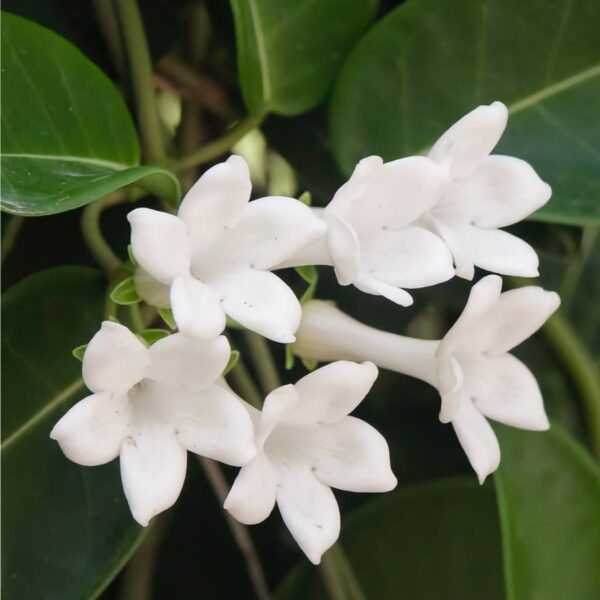 Stephanotis floribunda, blommor