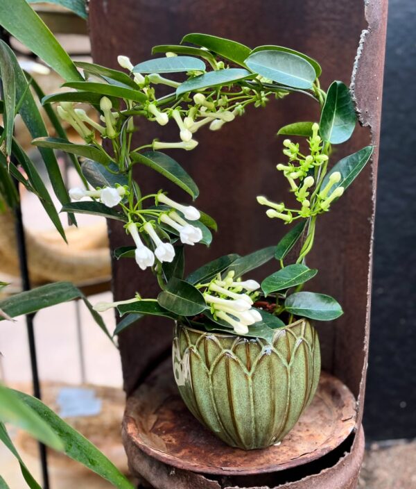 Stephanotis floribunda, blommande planta