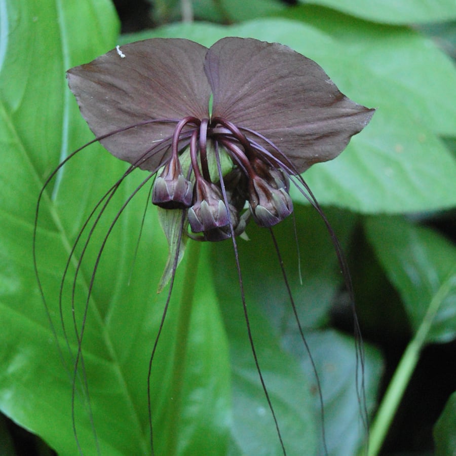Tacca chantrieri, blomma