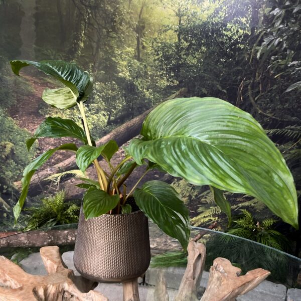 Tacca chantrieri, stor nog att blomma