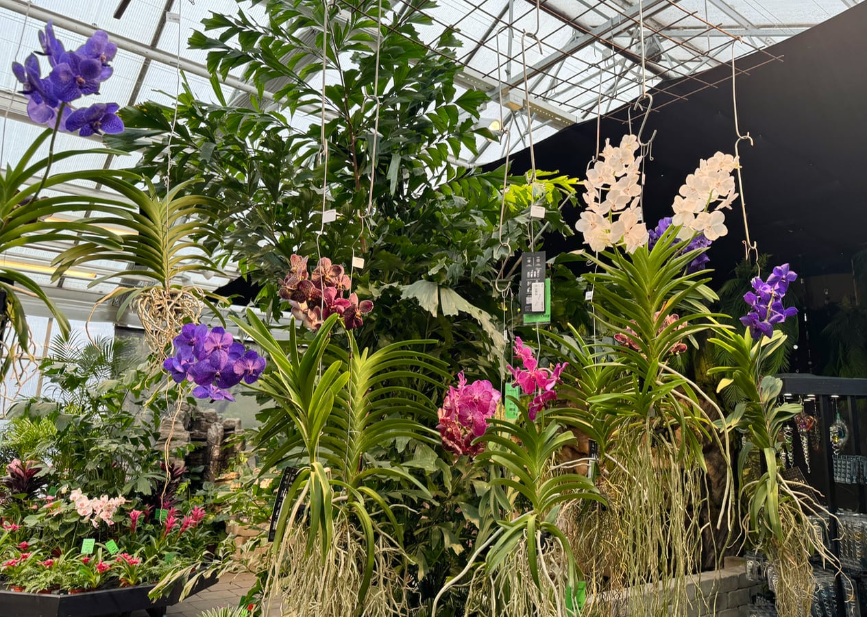 Vanda-hybrider