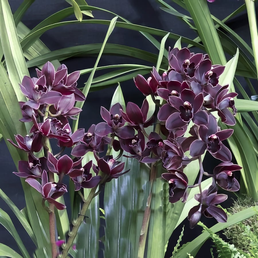 Cymbidium Cali Night, flowers