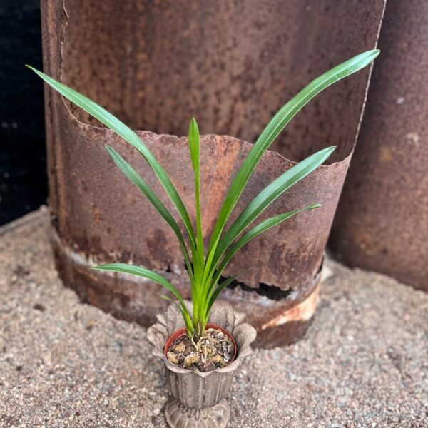 Cymbidium Cali Night, ung planta