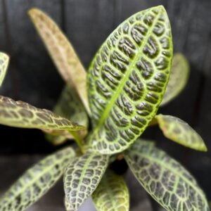 Labisia obtusifolia, blad