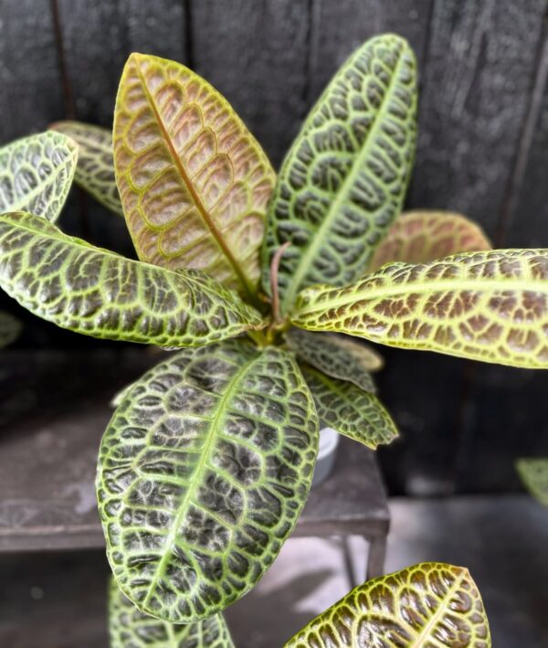 Labisia obtusifolia, vuxen planta