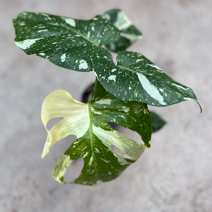 Monstera deliciosa 'Thai Constellation', blad med vikar