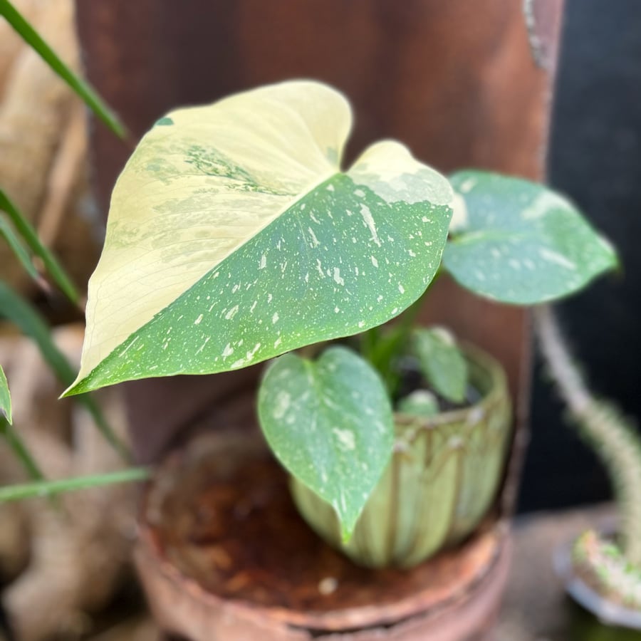 Monstera deliciosa 'Thai Constellation', blad