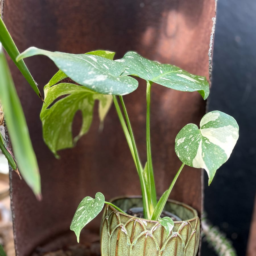 Monstera deliciosa 'Thai Constellation', ung planta