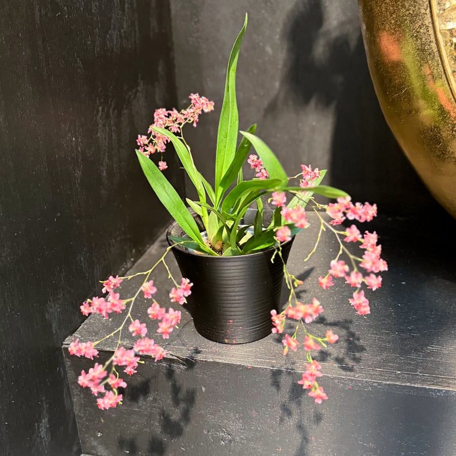 Oncidium Tiny Twinkle 'Red Fantasy', blommande planta