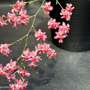 Oncidium Tiny Twinkle 'Red Fantasy', blommor