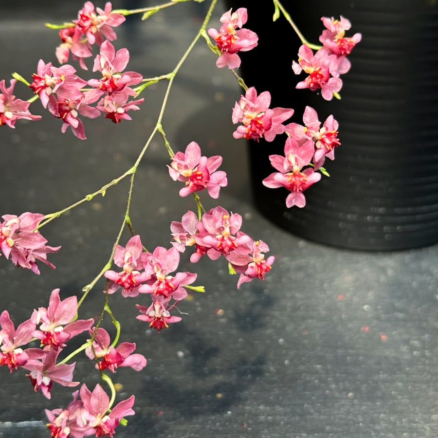 Oncidium Tiny Twinkle 'Red Fantasy', blommor
