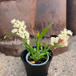 Oncidium Tiny Twinkle, i blom