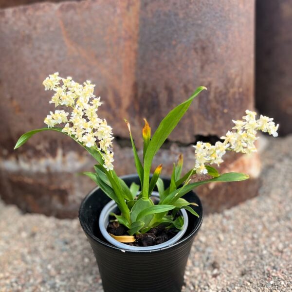 Oncidium Tiny Twinkle, i blom