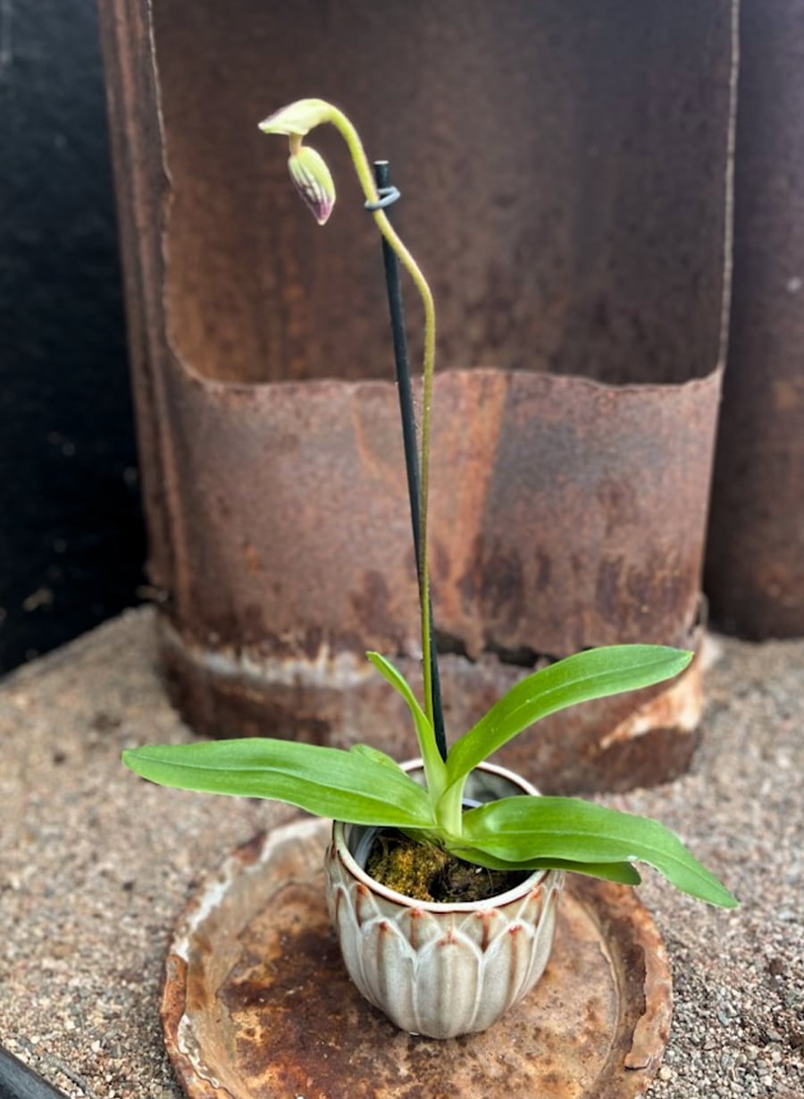 Paphiopedilu fairrieanum, knopp