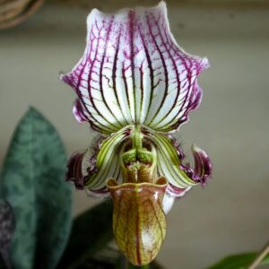 Paphiopedilum fairrieanum, blomma