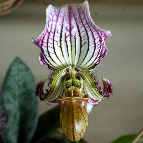 Paphiopedilum fairrieanum, blomma