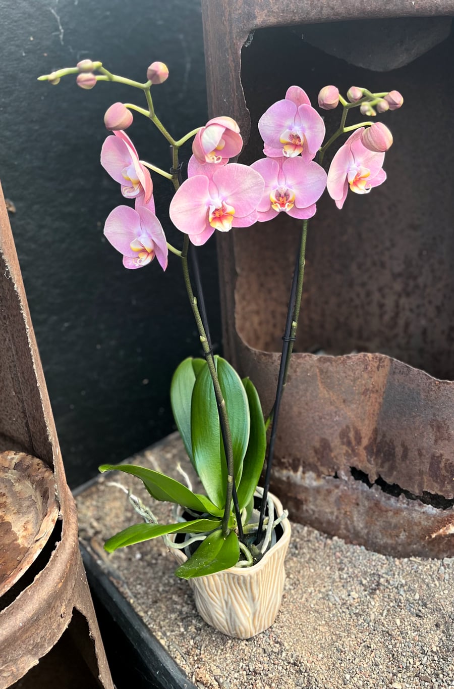 Phalaenopsis Honey Peach, blommande planta