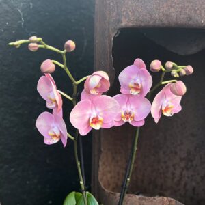 Phalaenopsis Honey Peach, blommor