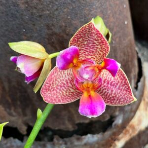 Phalaenopsis Limited 23, blomma