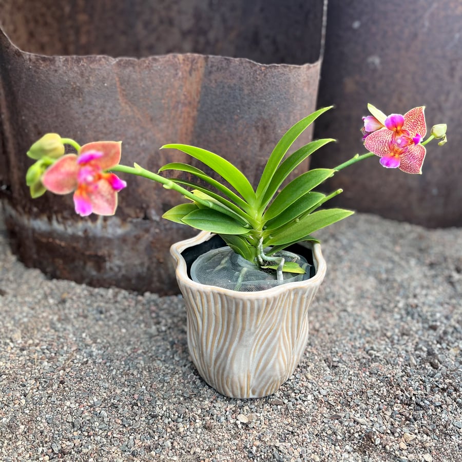 Phalaenopsis Limited 23, blommande planta
