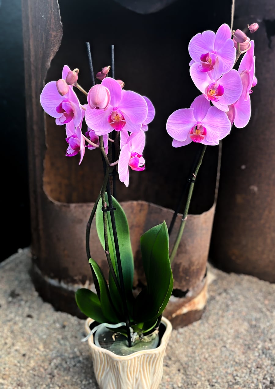 Phalaenopsis Orlando, blommande planta