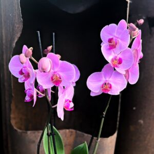 Phalaenopsis Orlando, blommor
