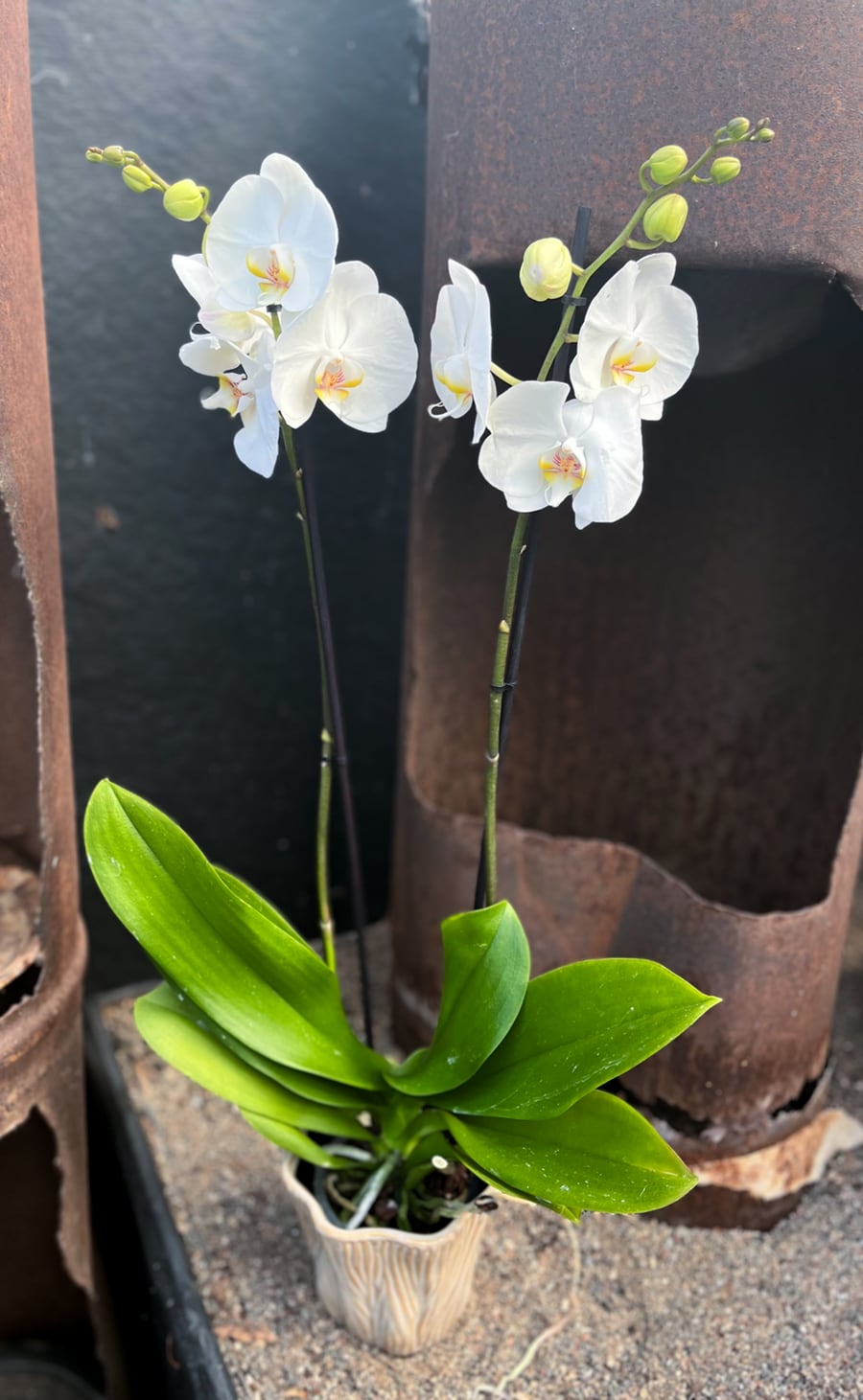 Phalaenopsis White World, blommande planta