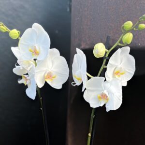 Phalaenopsis White World, blommor